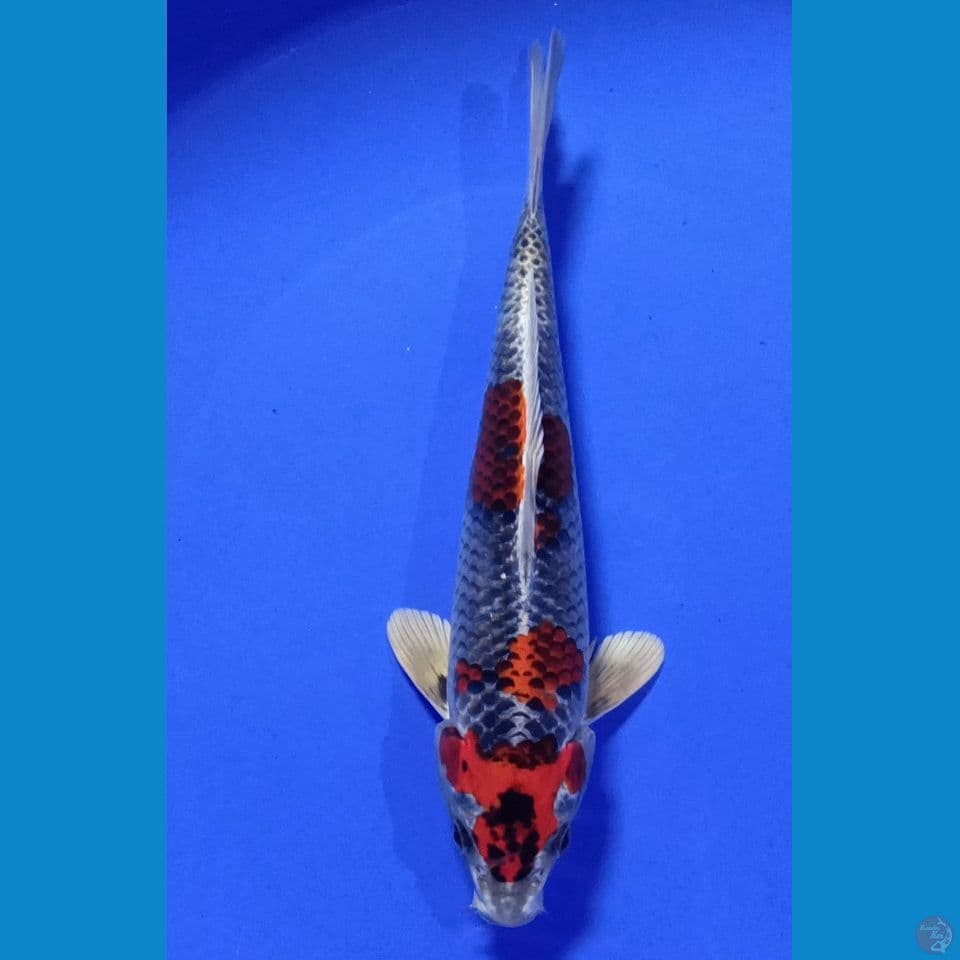 BENIGINGGA M 28CM