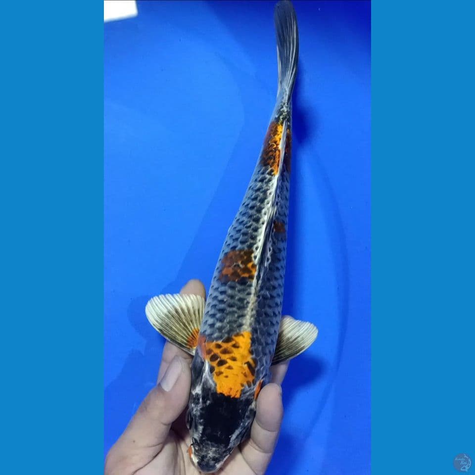 GINGGA M 30CM