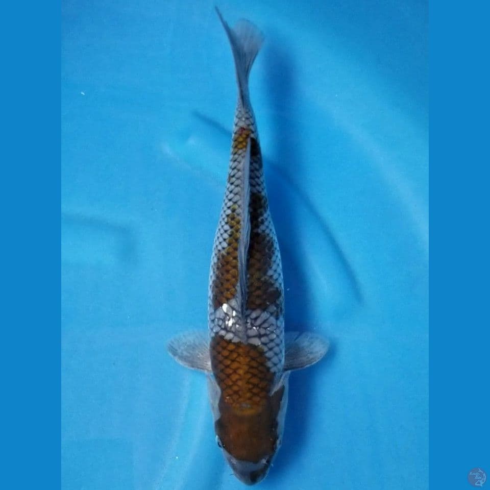 OCHIBA SHIGURE 33 CM