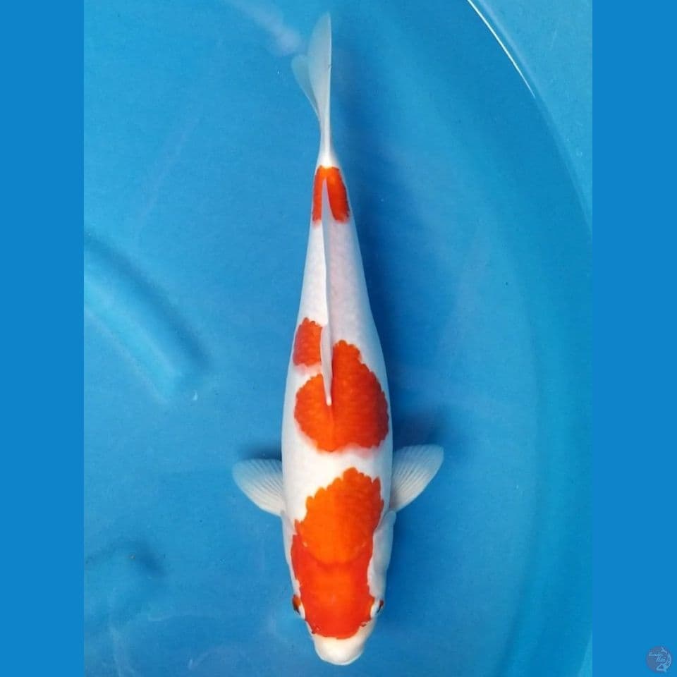 KOHAKU 37 CM