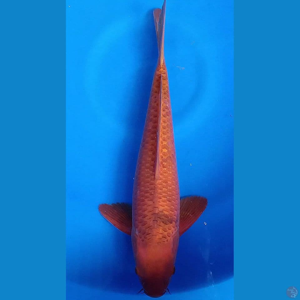 M 40CM KARAMEL