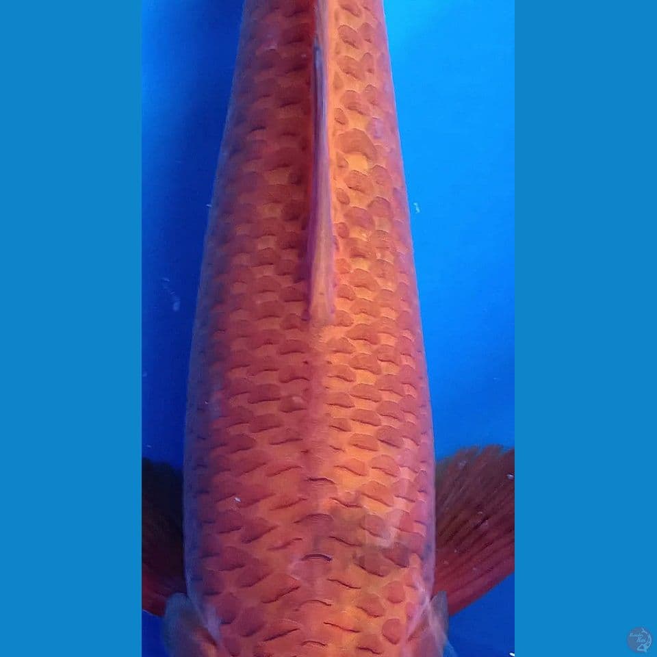 M 40CM KARAMEL
