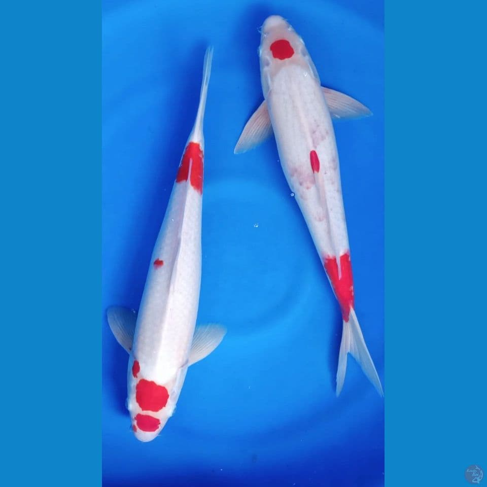 U 43-44CM MARUTEN KOHAKU