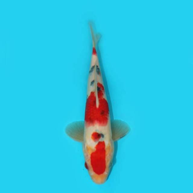 YG_SANKE TATEGOI_25 CM