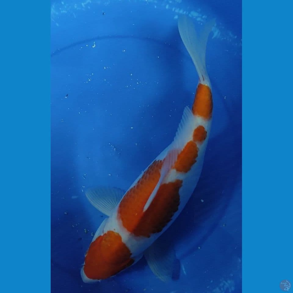 Jumbo original kohaku Berpunuk 37.5 fm Female