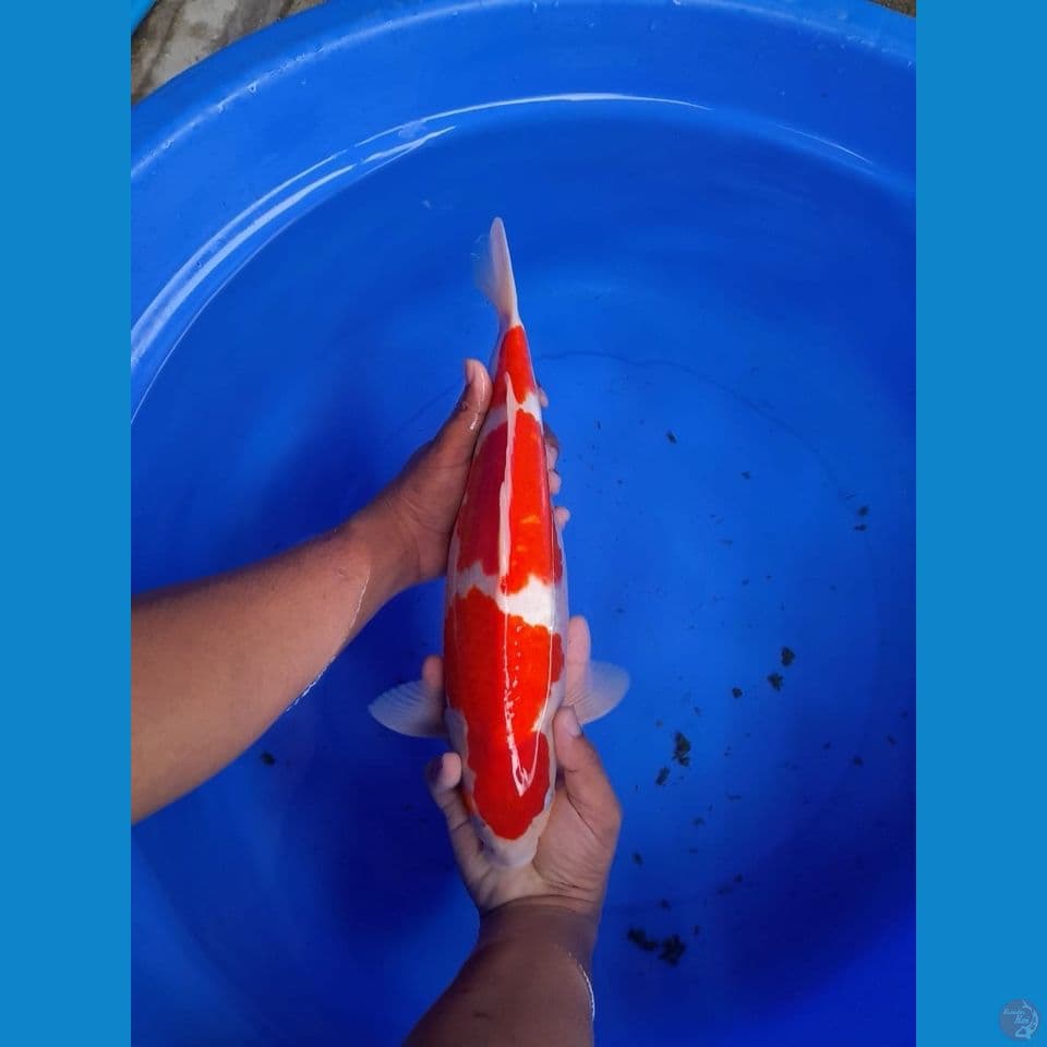Original Jantan 36CM