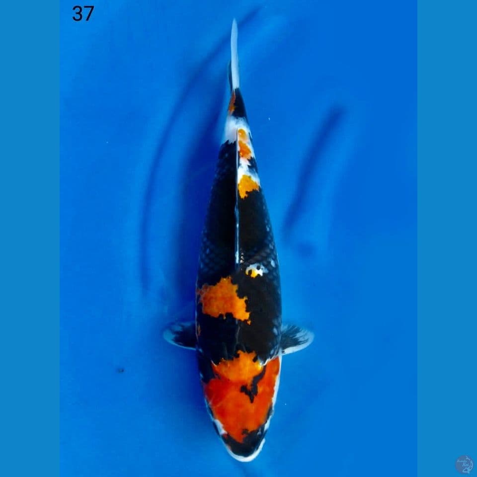 Showa 37cm