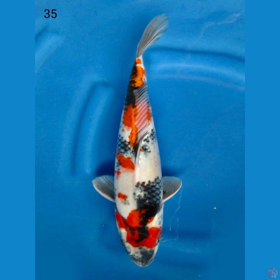 Showa kindai 35cm