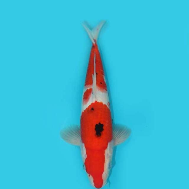 YG_SANKE_31 CM