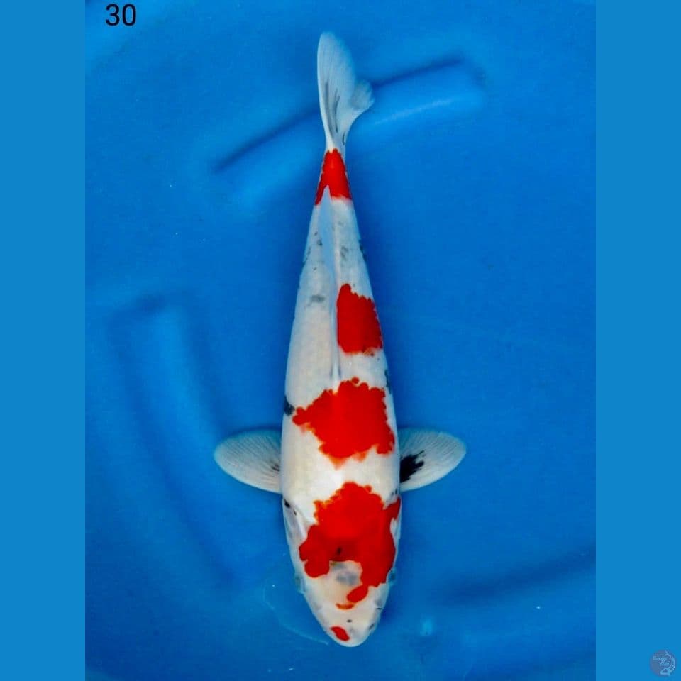 Showa tategoi 30cm