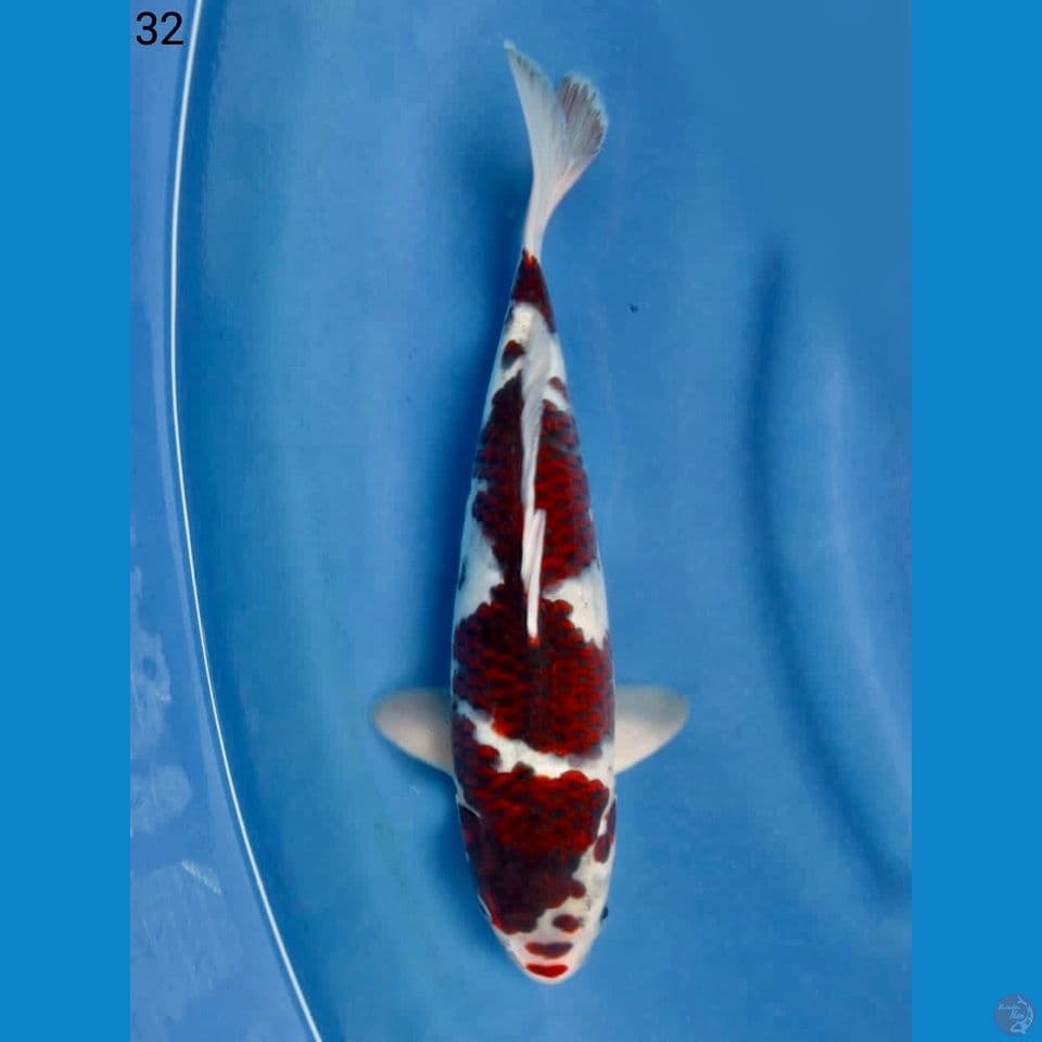 Koromo 32cm
