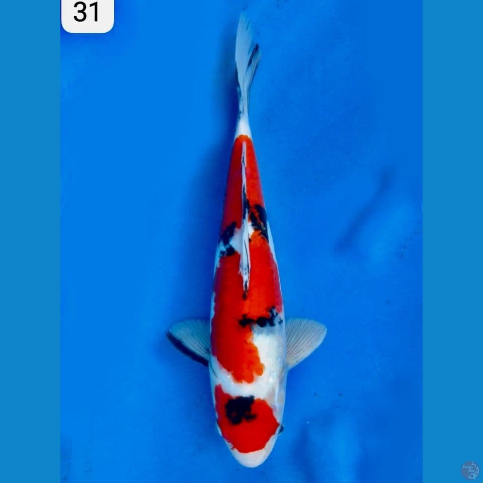 Sanke maruten ori 31cm