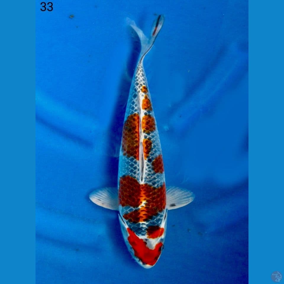 Kujaku ori 33cm