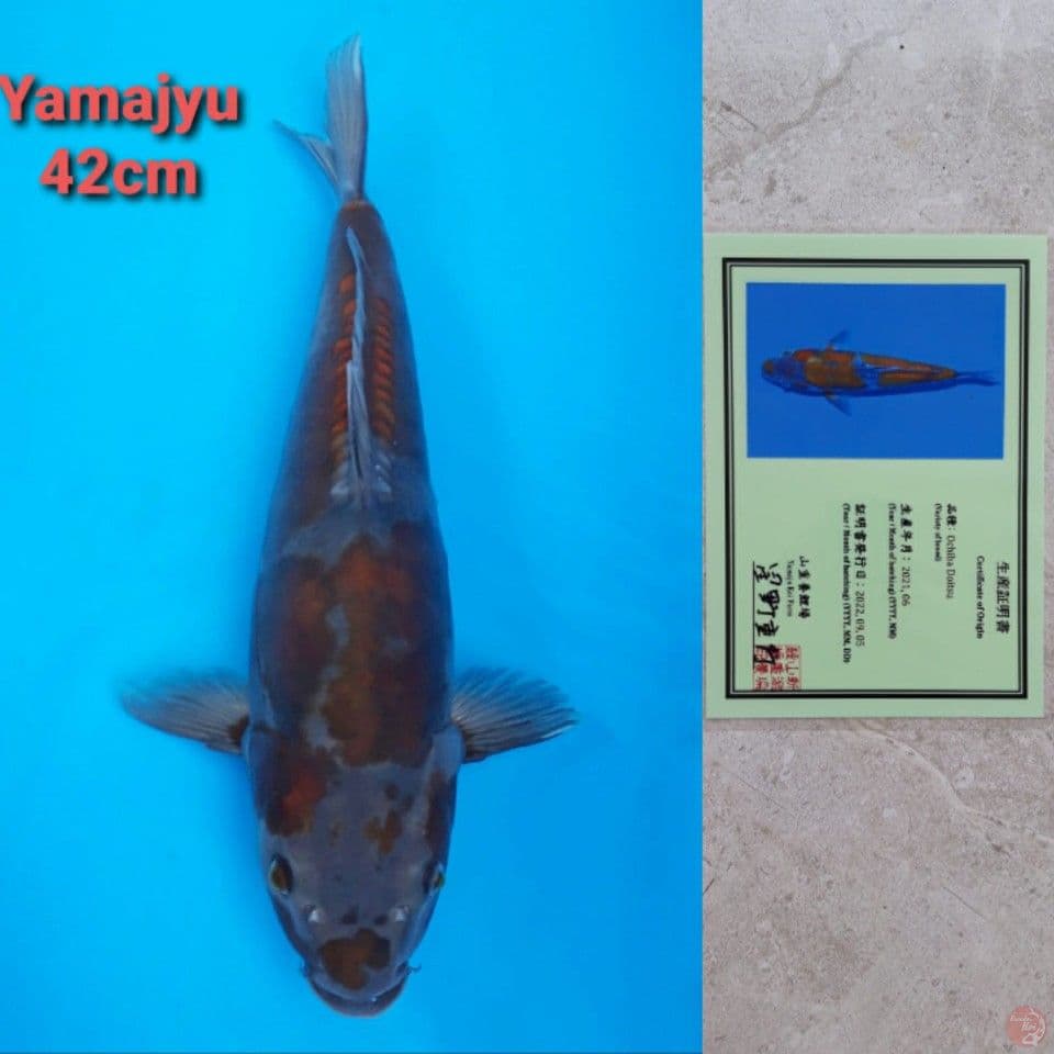 YAMAJYU OCHIBA DOITSU 42CM SERTI