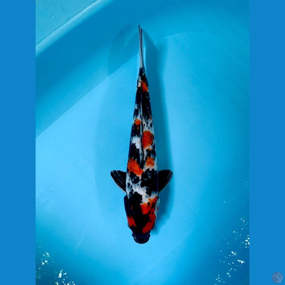 Maruten Kindai Showa 40cm Male