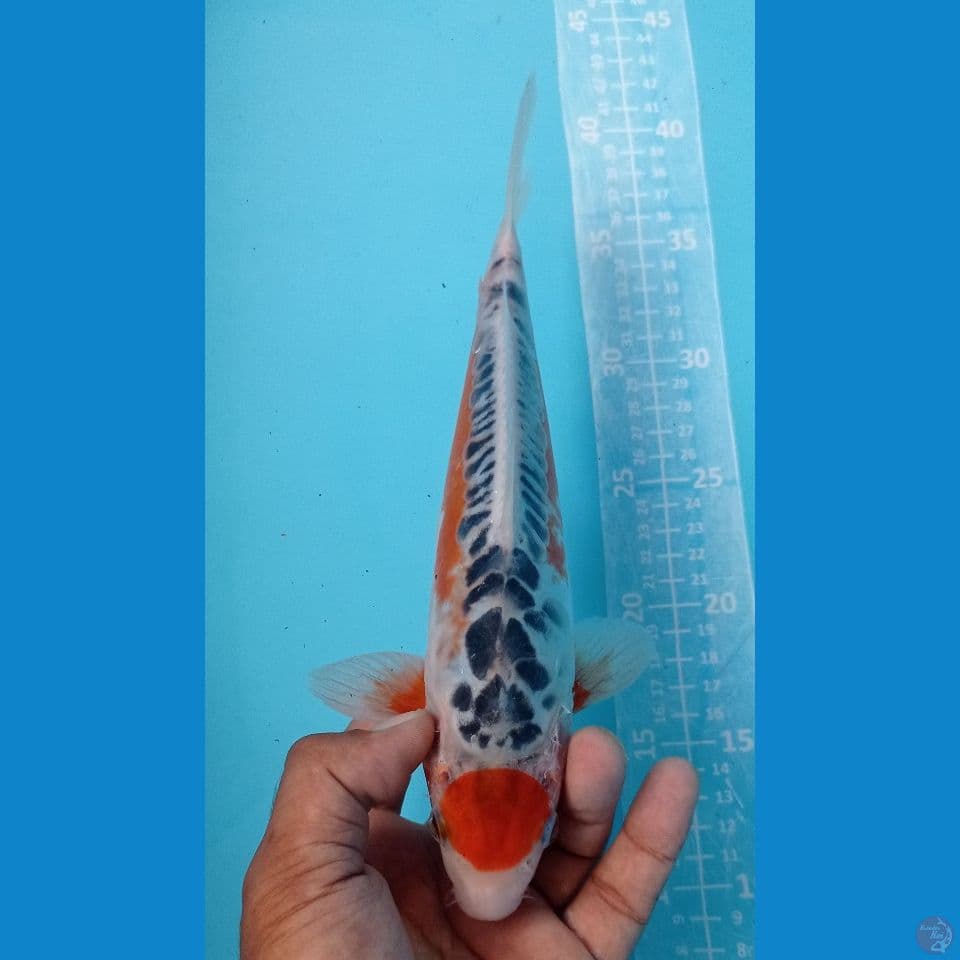 tanco susui 28cm