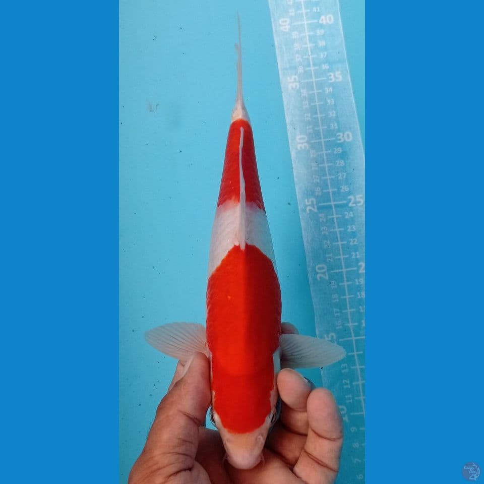 kohaku two 28cm