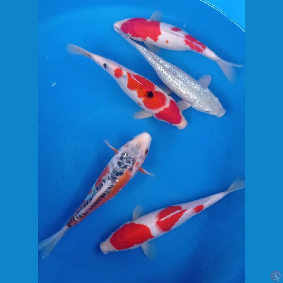 MIX A 27,30CM