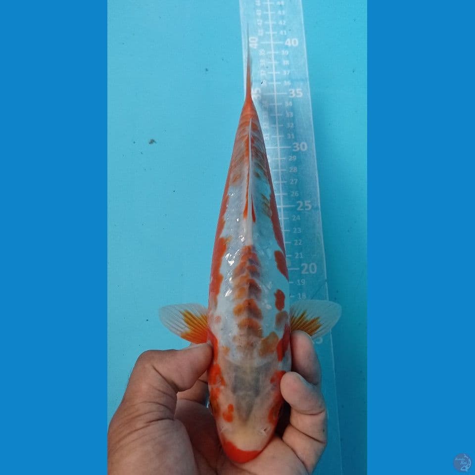 BARANG ANTIK 30CM