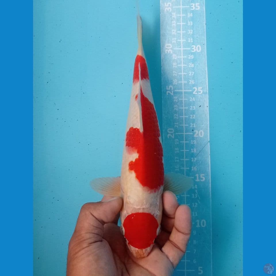 KOHAKO TOR 27CM