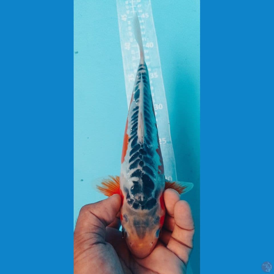 SUSUI RING RAPHI 27CM