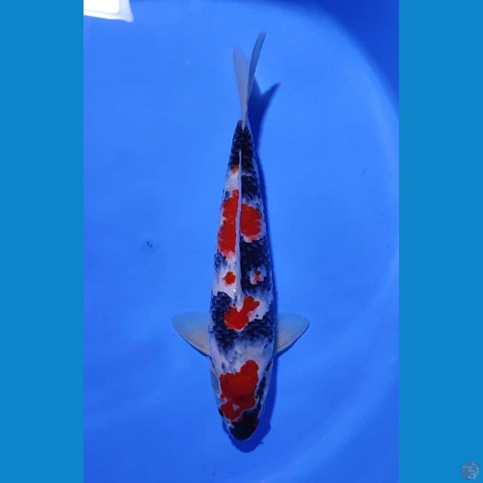 SHOWA SANSOKU BAHAN KEPPING - 35CM - MALE