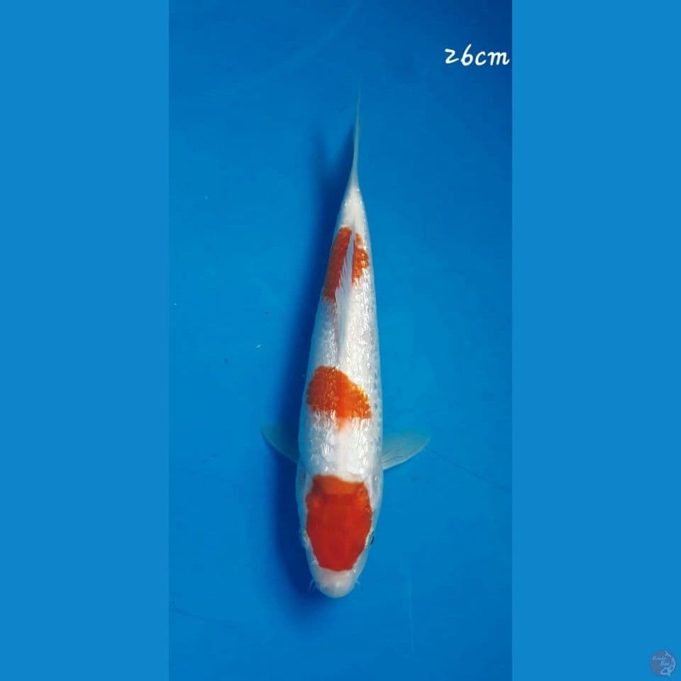 Kohaku ginrin 26cm