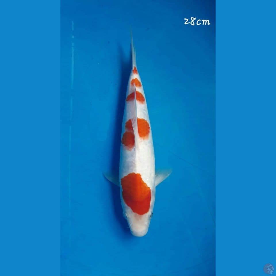 Kohaku 28cm