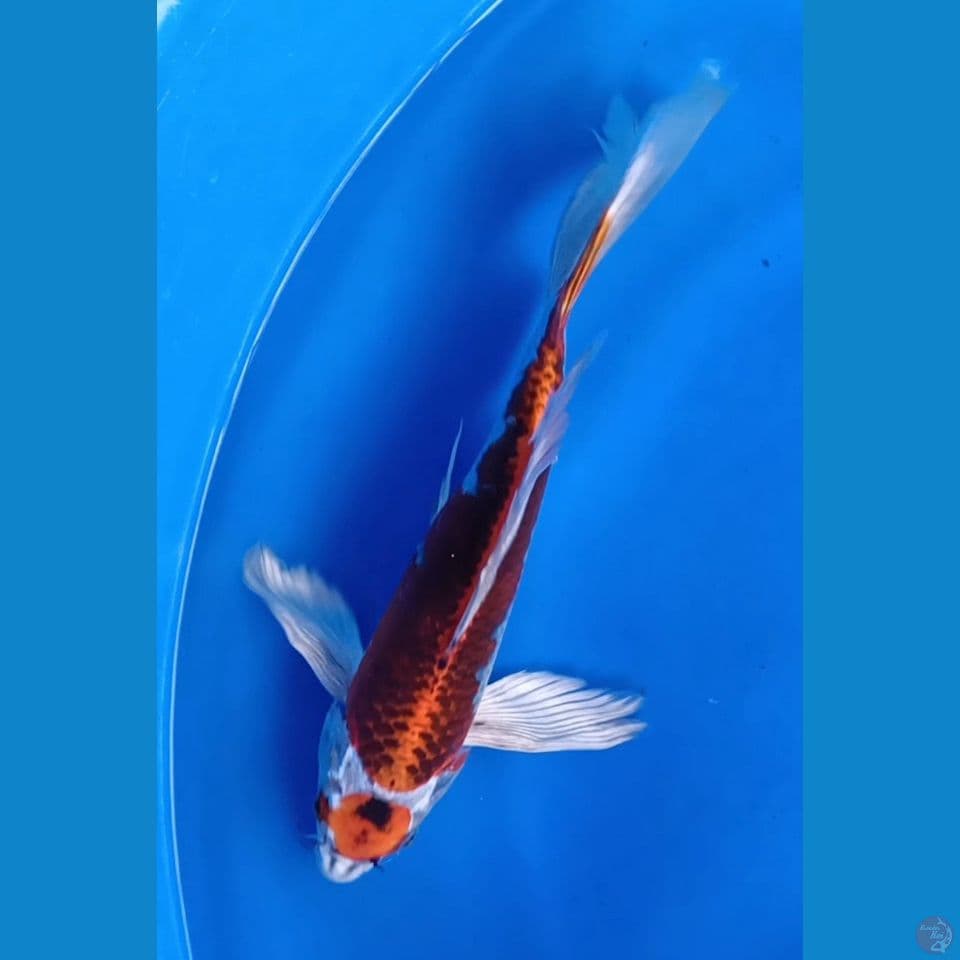 MARUTEN KUMPAY KUJAKU M 30CM