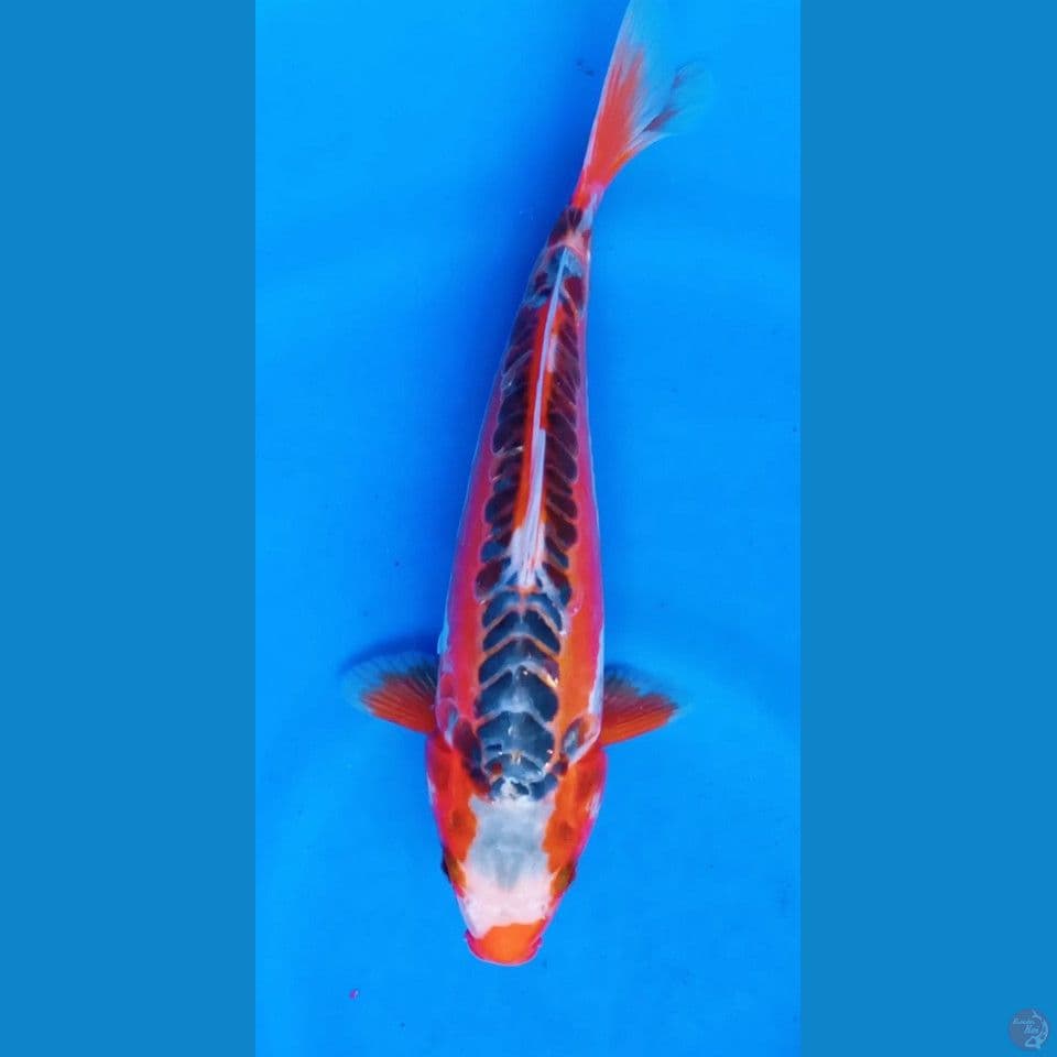 HANA SHUSUI M 28CM