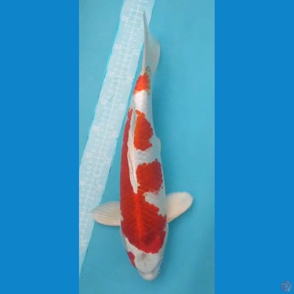 WANI NDAK 40CM