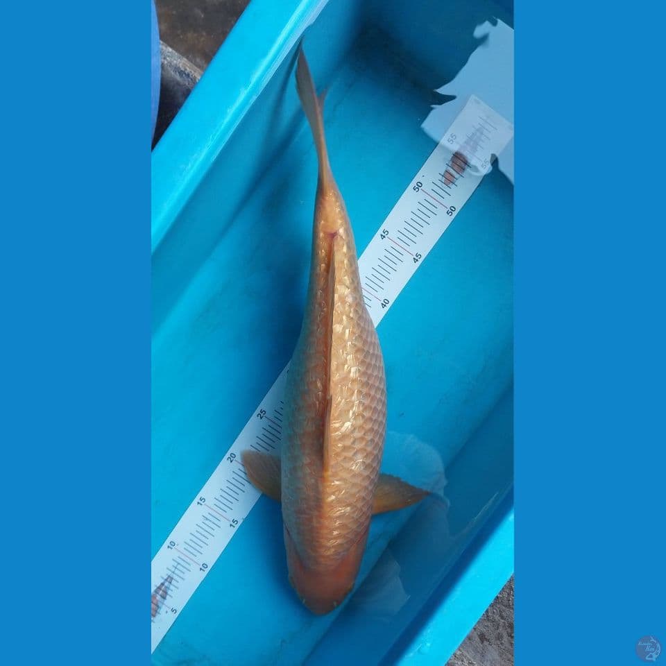 karasi