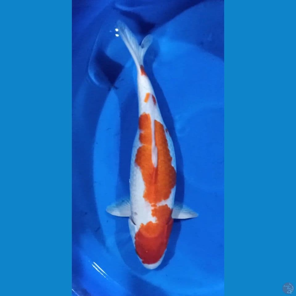F 50CM KOHAKU