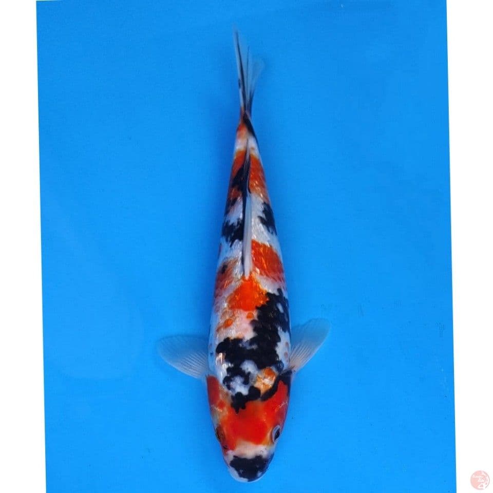 Ogata Showa Ginrin