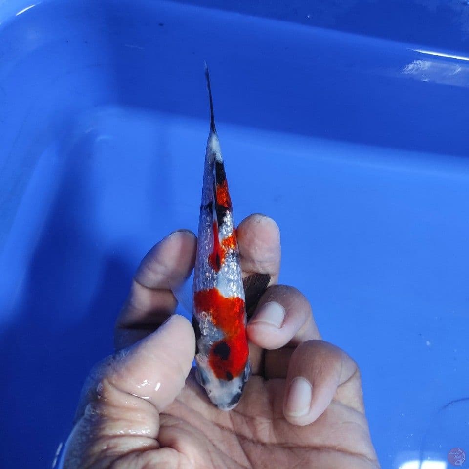 Kinginrin A 11CM