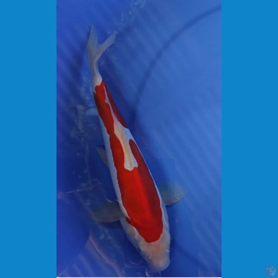 KOHAKU Doitsu Murni 27,5 Female