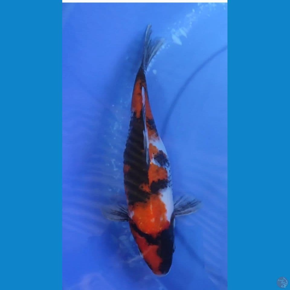 SHOWA SANSHOKU BERPUNUK 30 CM FEMALE
