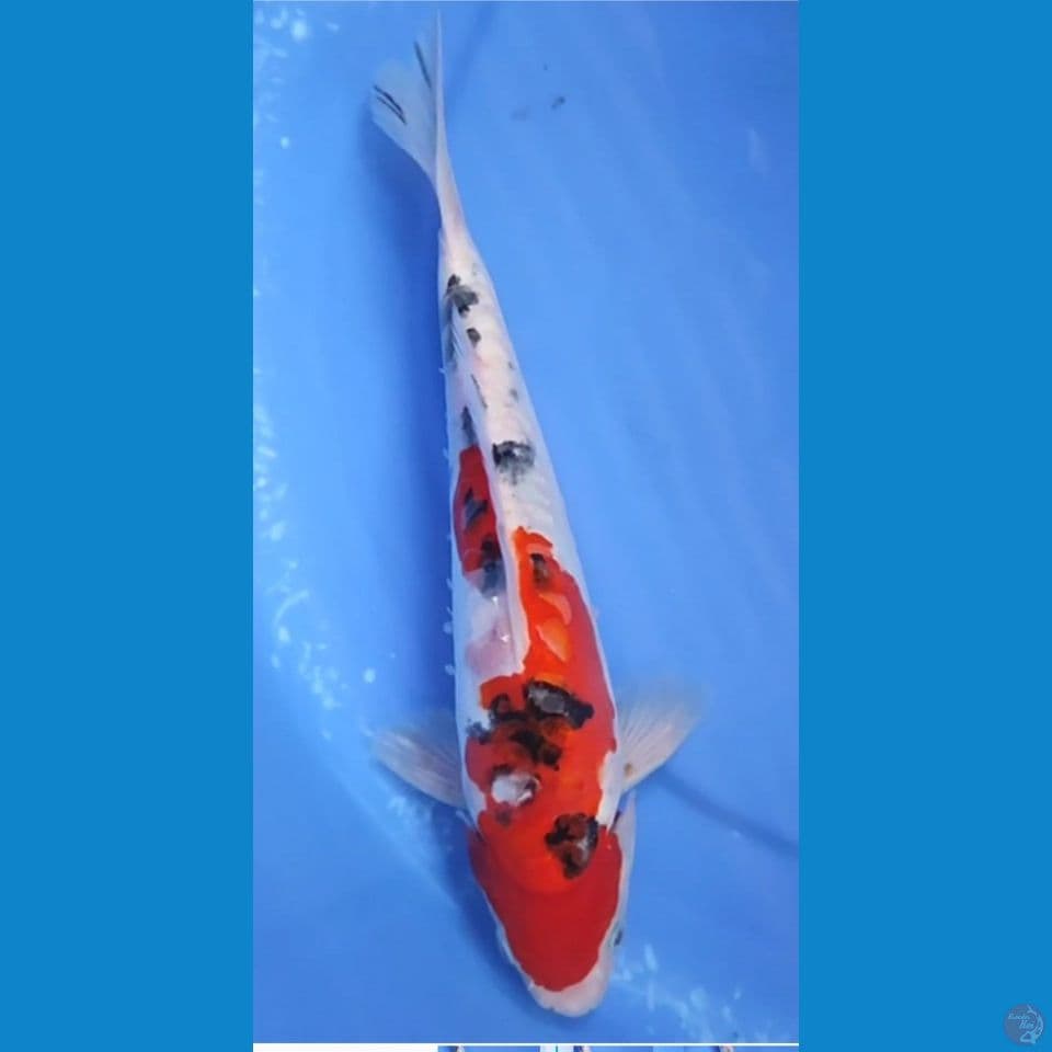 Taisho Sanshoku Doitsu 27 cm Jantan