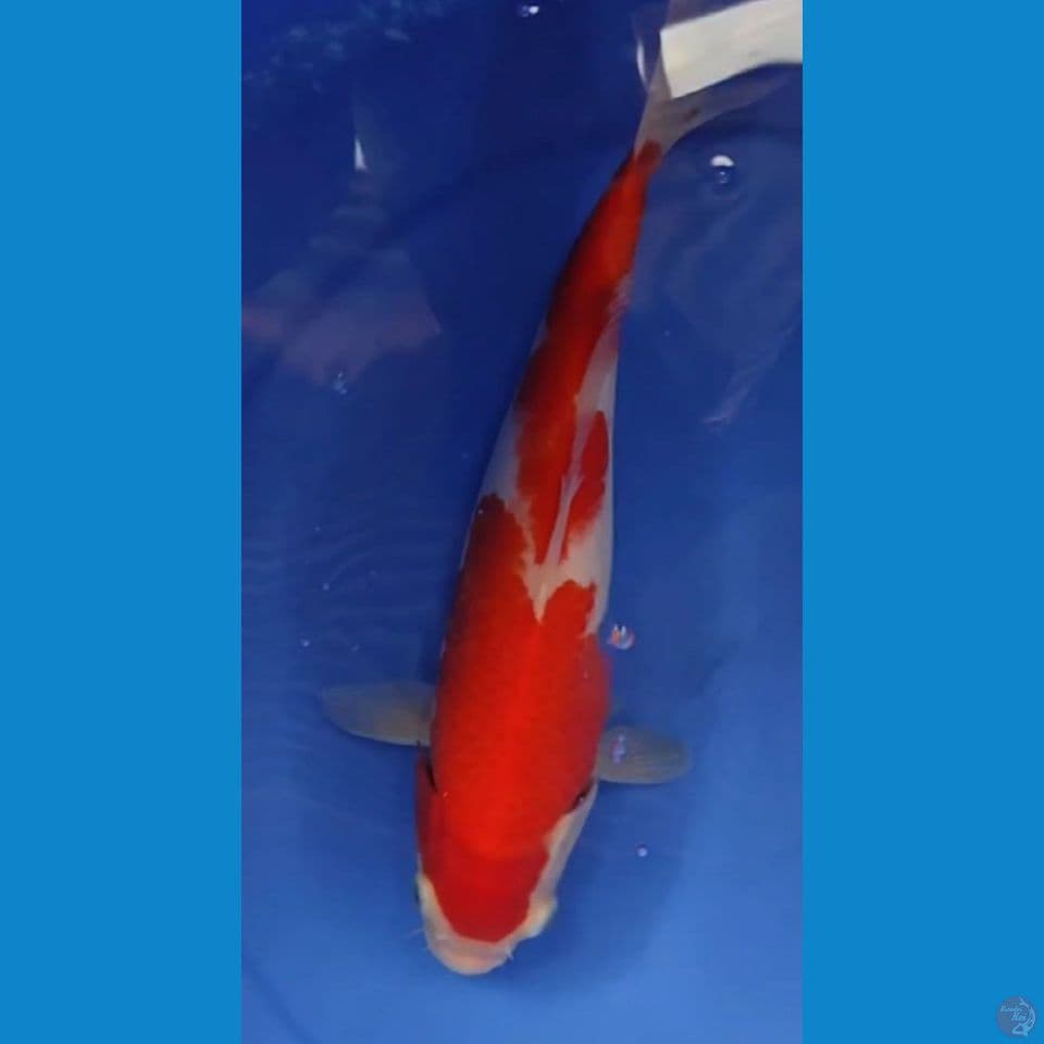 Original kohaku Strong 29.5 CM Female