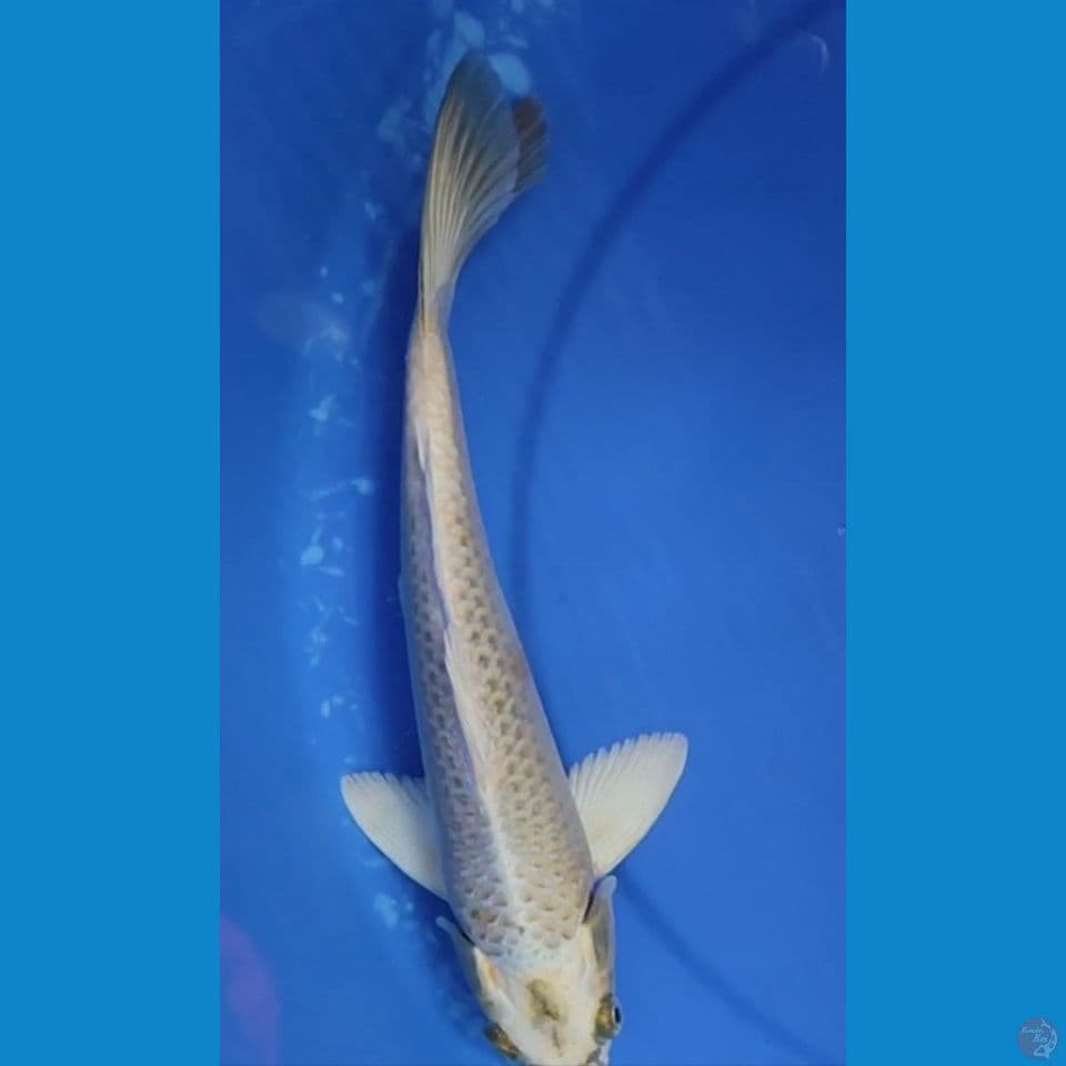 Golden Mukasi 28.5 CM JANTAN