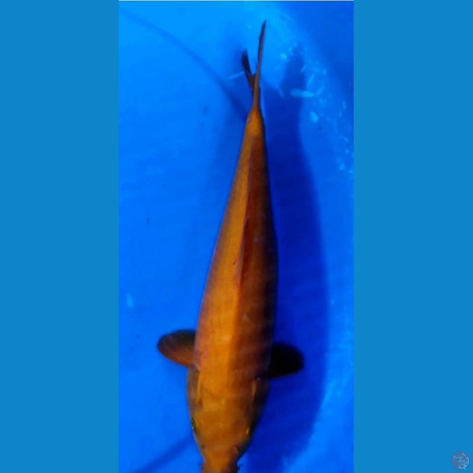 Karasyi MH 29.5 cm Female