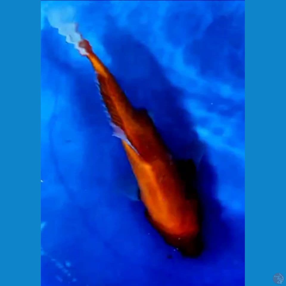 RED Karasyi Strong 30.5 cm Female