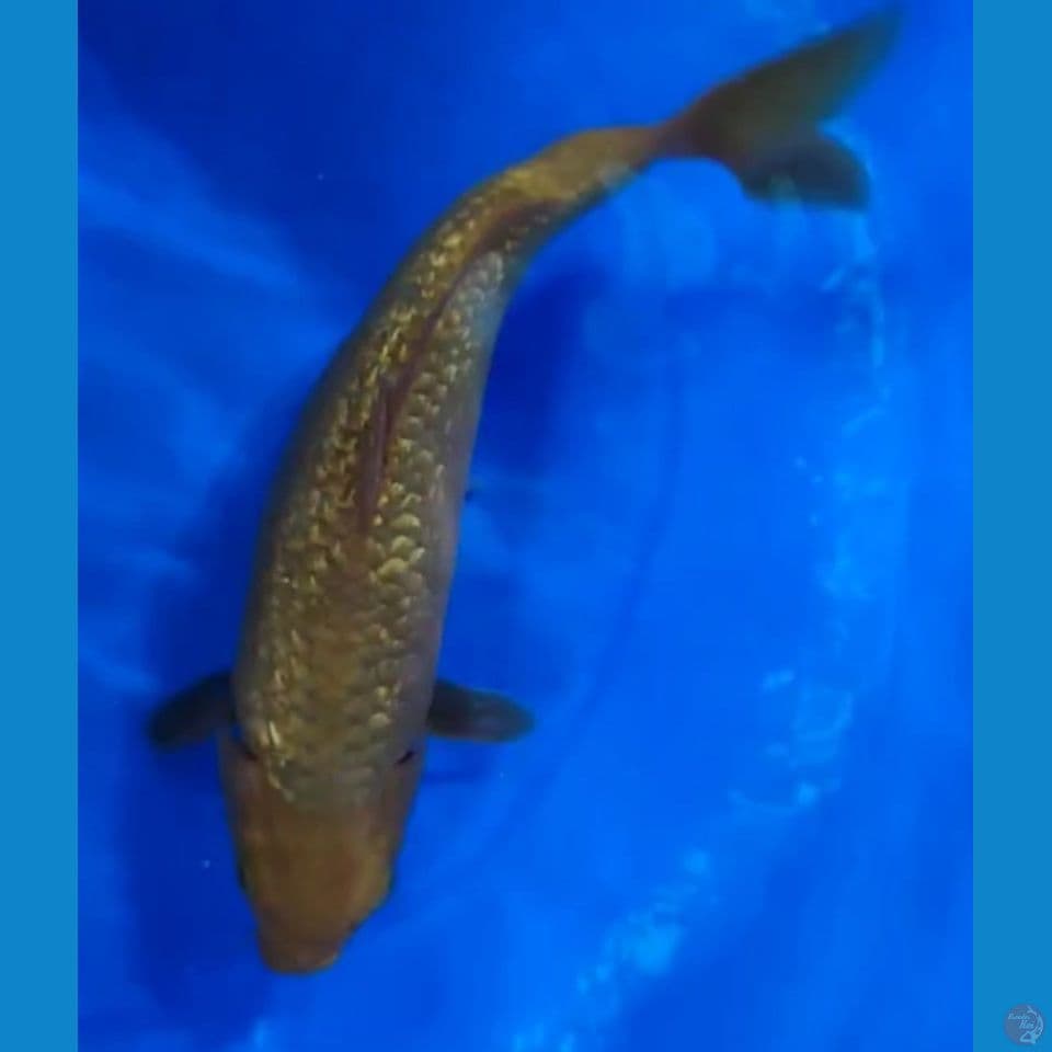 Penjinak Kolam Chagoi Karamel Full Gindrin 30.5 cm Female