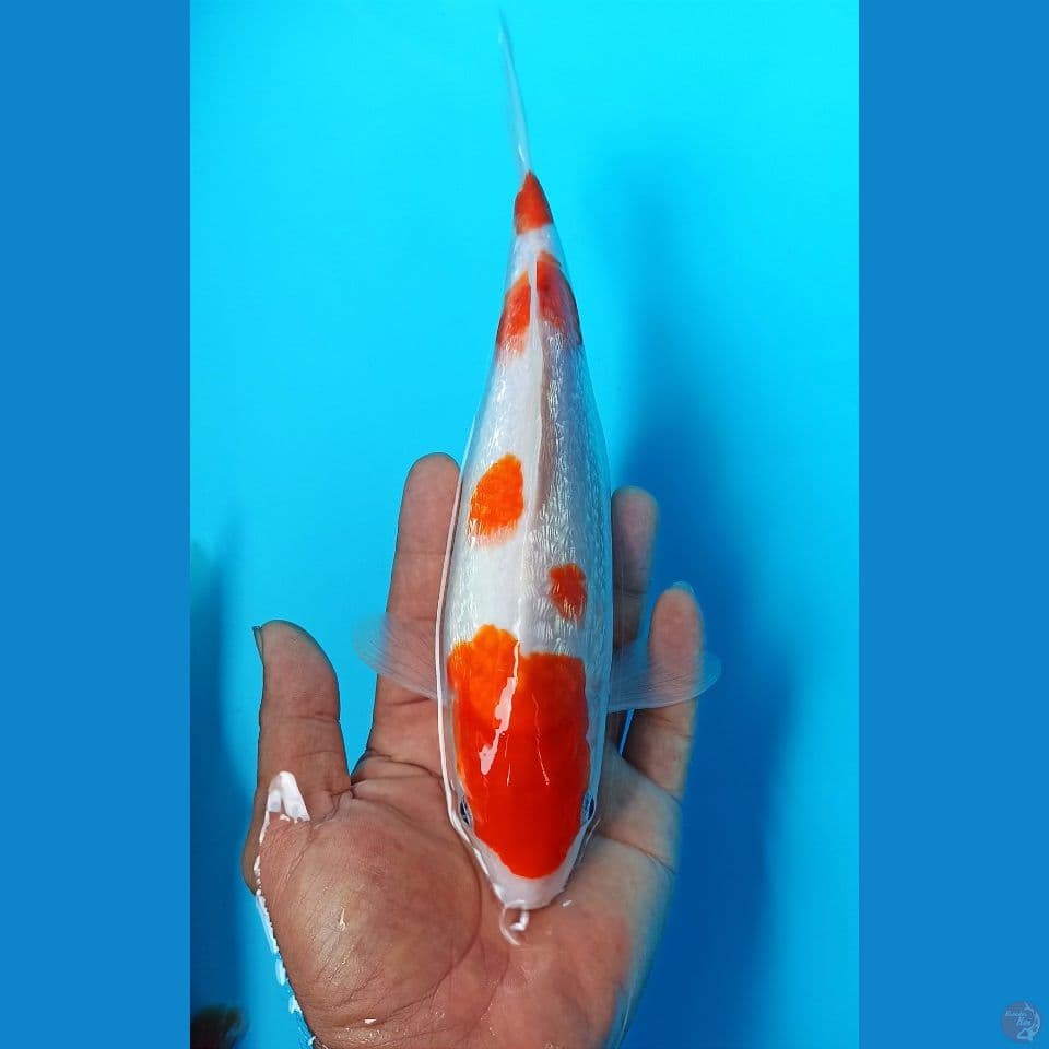 Kohaku ginrin 26cm