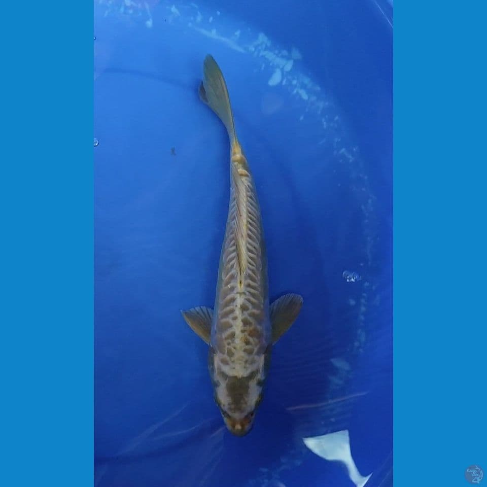 GOLDEN MUKASI SOITSU ARAGOKE RAPIIIJ 30 CM JANTAN