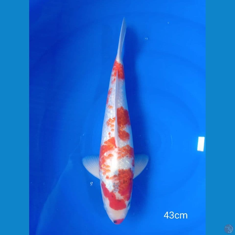 Showa ginrin (M-43cm)