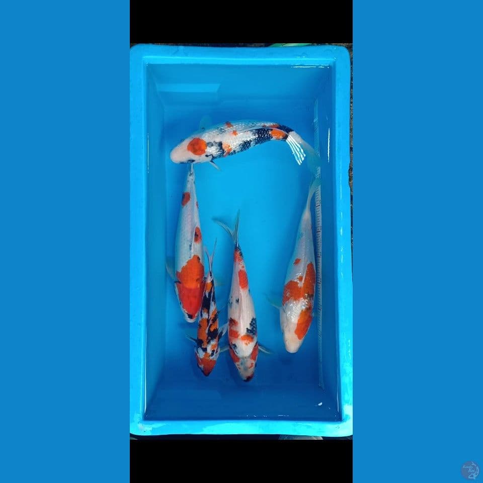 Mix (26cm-37cm)