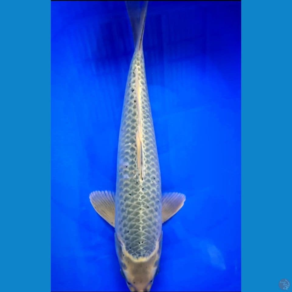Jumbo mukasi ring rapi