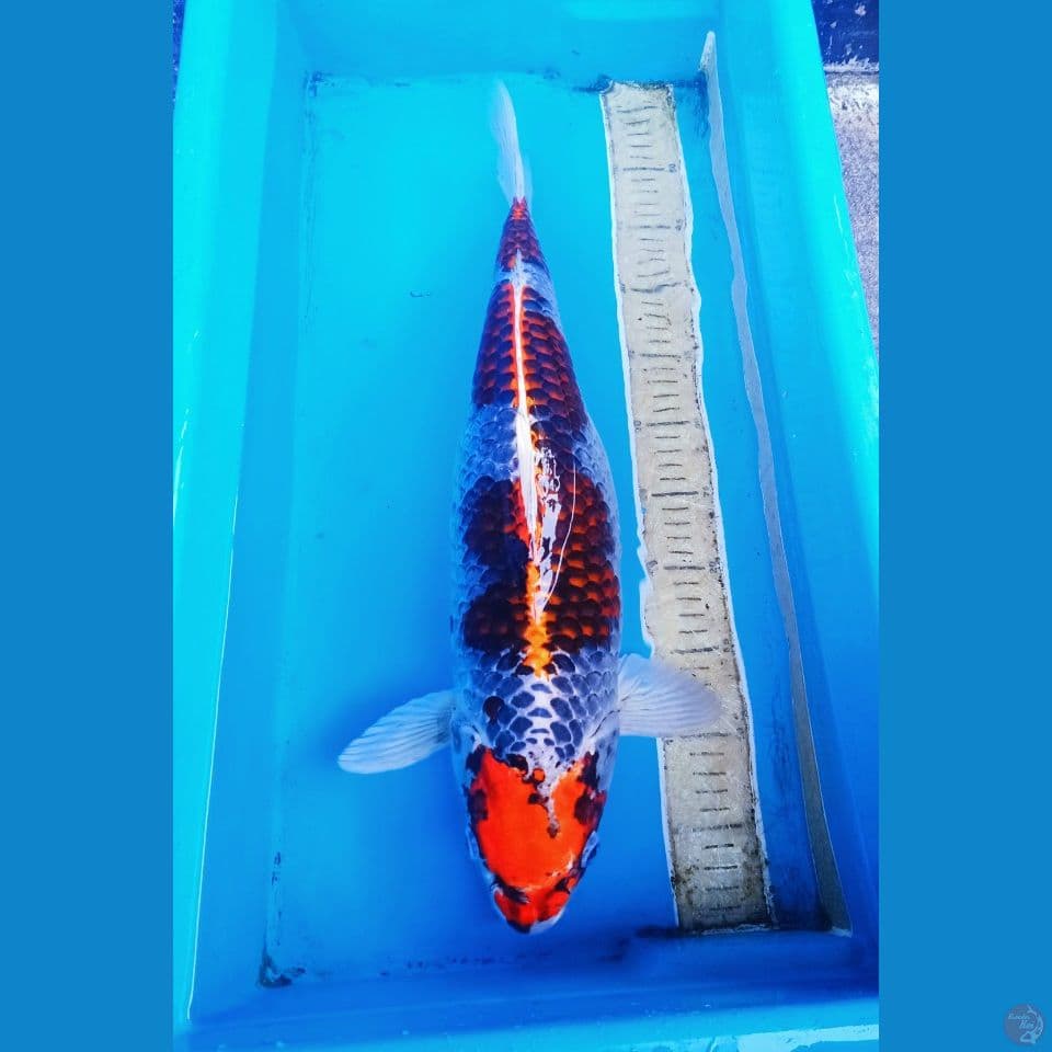 55bu maruten benigingga jumbo
