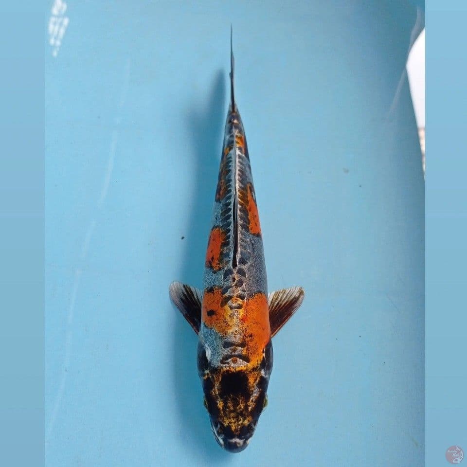 kikokuryu, 28 cm